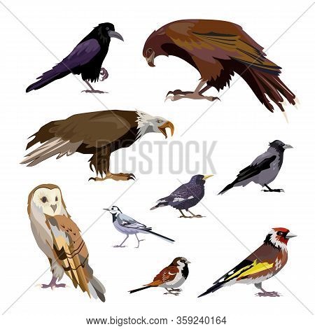 Well-known Birds Set. Collection Of City And Wild Birds. Can Be Used For Topics Like Ornithology, Zo