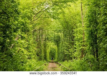 The Real Natural Wonder Tunnel Of Love Created From Forest Trees Along The Railway In Ukraine, Kleva