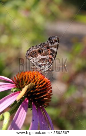 Amerikansk dame Butterfly