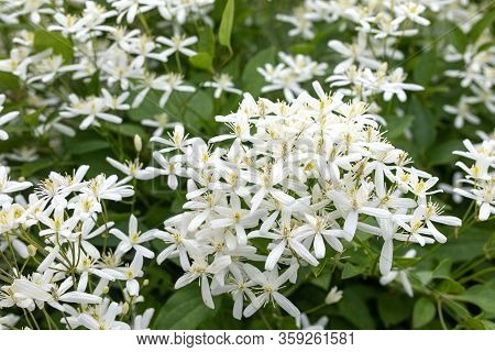 Small White Fragrant Flowers Of Clematis Recta Or Clematis Flammula Or Clematis Manchurian In Summer