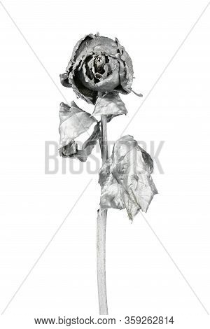 Silver Rose Isolated On White. Silver Dried Flower Head, Romance Concept. High Resolution Photo. Ful