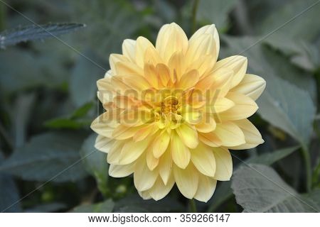 Helsinki, Finland, July, 22, 2014. Yellow Chrisanthemum In Green Leaves Background