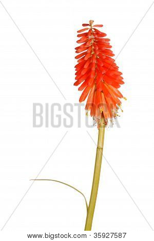 Stonek s jasně oranžovými květy Kniphofia