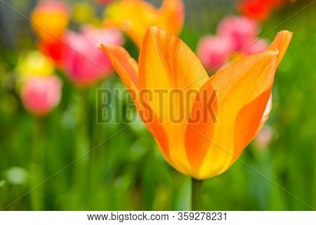 Orange Emperor tulip in the spring home garden.
