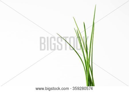 Close Up Of Real Fresh Green Chives On White Background. Erba Cipollina. Aromatic Herb