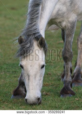 A Close Up Of A Grey Native Pony Grazing Spring Grass.