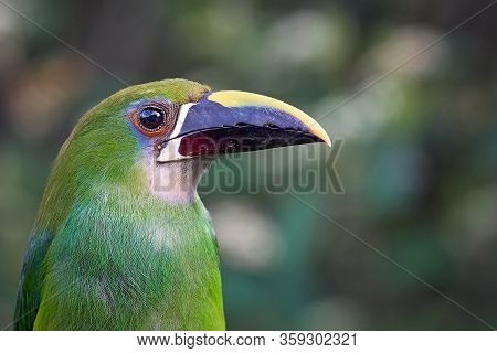 Portrait Of An Emerald Toucanet Looking Right
