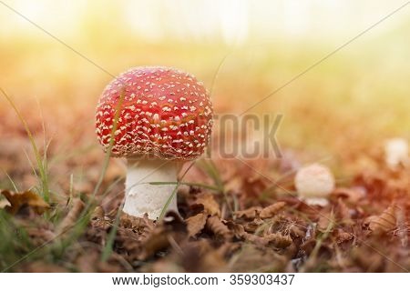 Specimen Of Fly Agaric In An Autumn Mountain Forest.