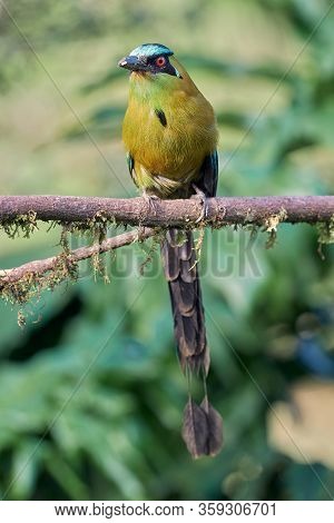 Colorful Bird Resting On A Dry Branch