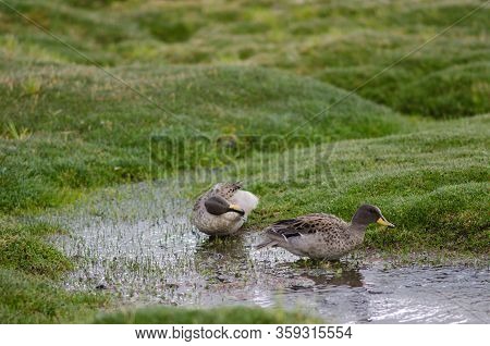 Sharp-winged Teals Anas Flavirostris Oxyptera. Parinacota. Lauca National Park. Arica Y Parinacota R