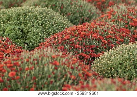 Unusual Densely Growing Bushes Of Blooming Chrysanthemums With Red Flowers And Buds