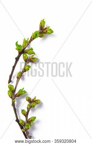 Spring Branches Catkins Willow Isolated On White Background.