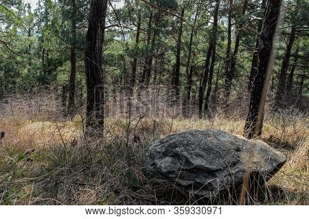Hiking In The Mountains Through The Forest This Spring