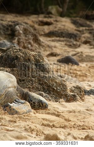 A Close Up Of A Hawaiian Green Sea Turtle Lounging In The Sand On Laniakea Beach.