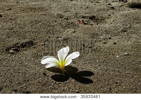 花卉