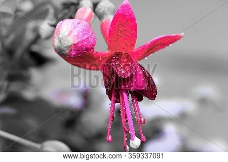Macro Shot Of A Pink Fuchsia Flower Covered In Dew Droplets