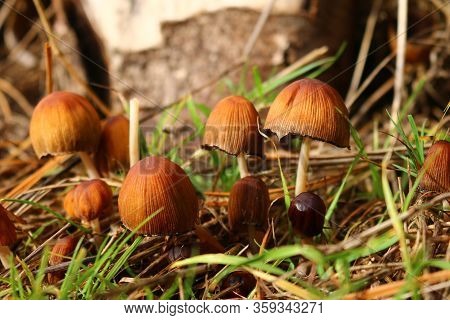 Brown Glistening Inkcap, Coprinellus Micaceus, Mushrooms In Various Stages Of Growth With Grass And 