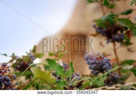 Mahonia Aquifolium Berries In Cappadocia