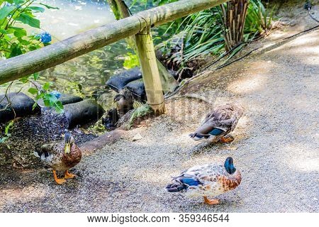 A Strole Through The Pukekura Park Botanical Gardens. New Plymouth, Taranaki, New Zealand