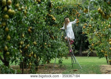 A Beautiful Woman Picking The Green Pear In The Plant.