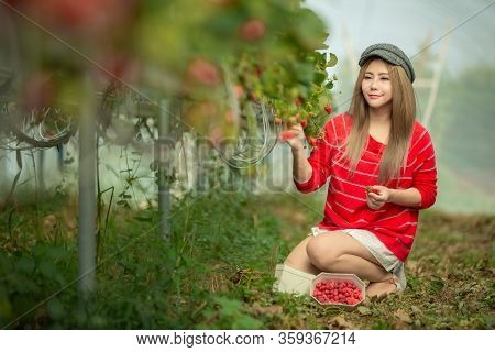A Beautiful Woman Picking The Strawberries In The Plant.