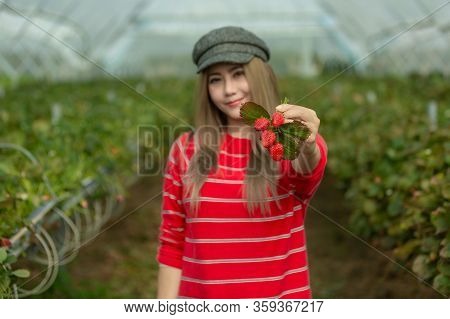 A Beautiful Woman Picking The Strawberries In The Plant.