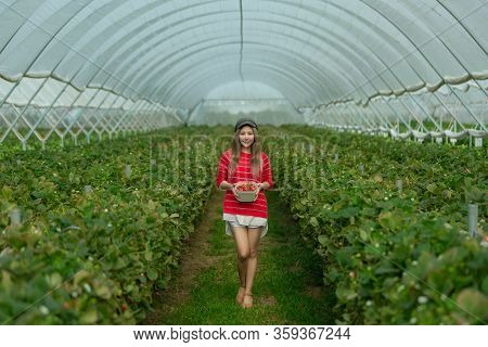 A Beautiful Woman Picking The Strawberries In The Plant.