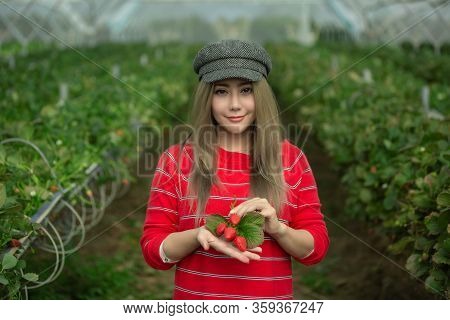 A Beautiful Woman Picking The Strawberries In The Plant.