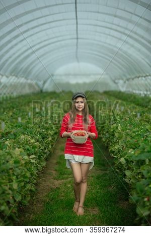 A Beautiful Woman Picking The Strawberries In The Plant.