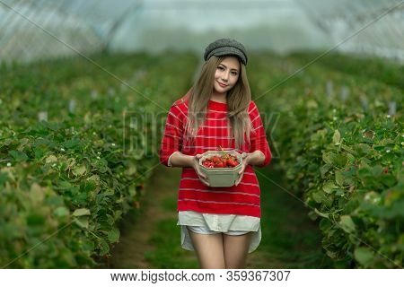 A Beautiful Woman Picking The Strawberries In The Plant.