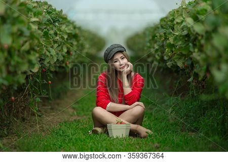A Beautiful Woman Picking The Strawberries In The Plant.