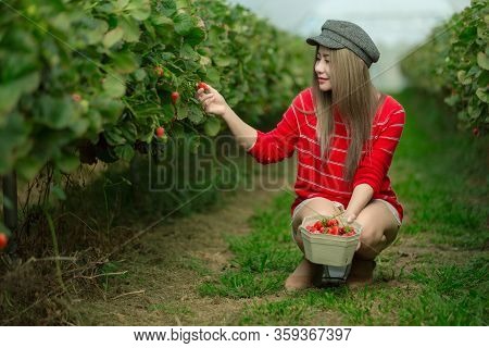 A Beautiful Woman Picking The Strawberries In The Plant.