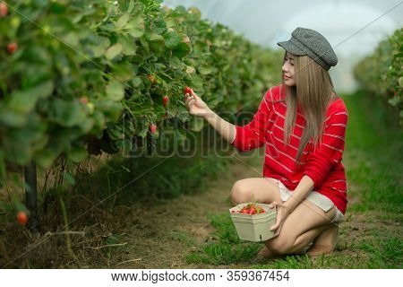 A Beautiful Woman Picking The Strawberries In The Plant.