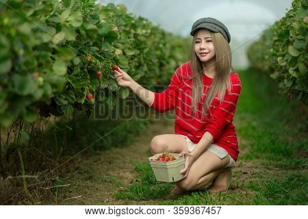 A Beautiful Woman Picking The Strawberries In The Plant.