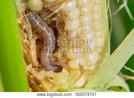 Fall Armyworm On Damaged Corn With Excrement.