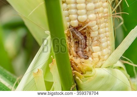 Fall Armyworm On Damaged Corn With Excrement.