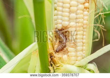 Fall Armyworm On Damaged Corn With Excrement.