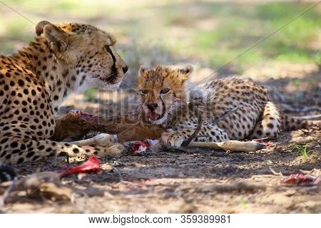 The Cheetah Cub (acinonyx Jubatus) And His Mother Are Eating Antelope. Cheetahs In The Desert.