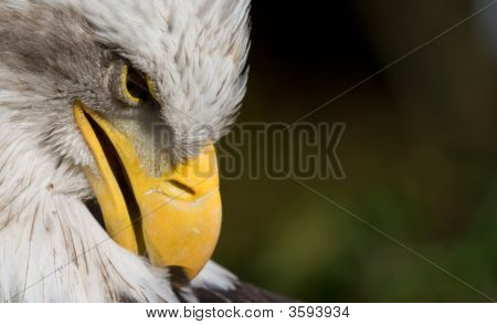 白頭ワシ (Haliaeetus Leucocephalus)