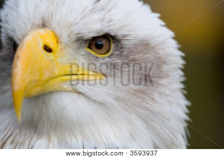 白頭ワシ (Haliaeetus Leucocephalus)