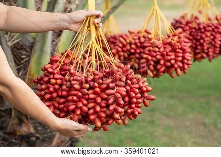 Date Palms Fruits On A Date Palms Tree. Grown In The North Of Thailand