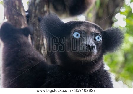Portrait Of The Indri Lemurs In A Rainforest In Madagascar