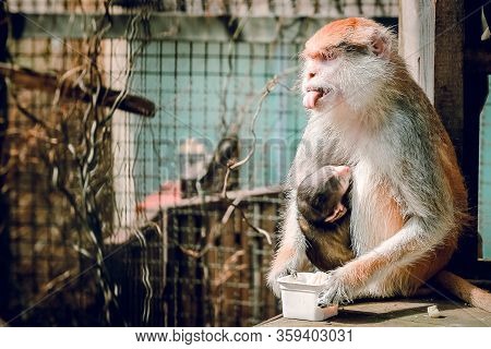 Red Monkey Stuck Out His Tongue. Big And Small Monkeys. Zoo.