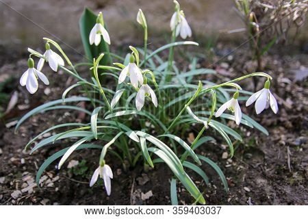 White Spring Snowdrops. Botanical Garden In The Spring.