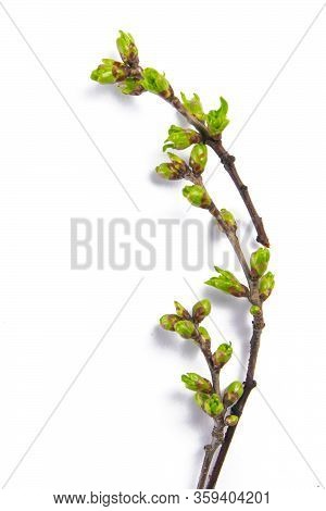 Spring Branches Catkins Willow Isolated On White Background.