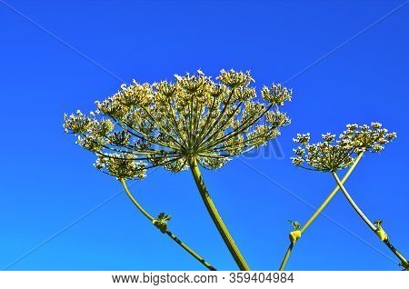 Heracleum Sosnovskyi.big Leaves Of A Heracleum Sosnovskyi Close The Earth