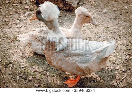 Two Ukrainian Crested Ducks Look In Different Directions. Farm For Animals, Zoo.