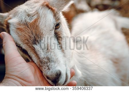 Female Hands Stroking A Young Kid On A Farm. Wild Nature.