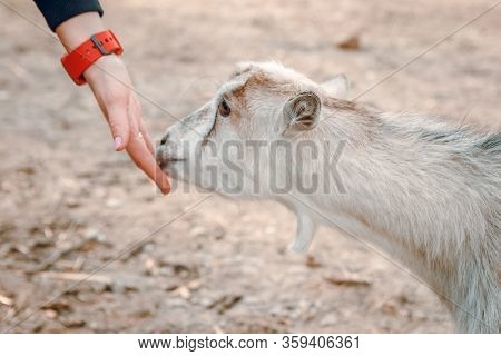 Female Hands Stroking A Young Kid On A Farm. Wild Nature.