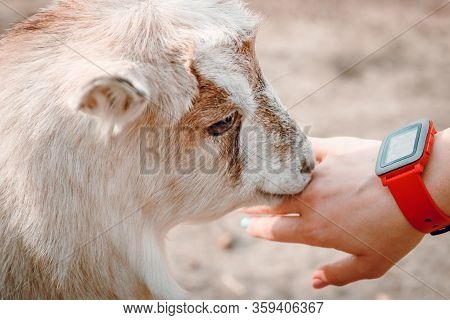 Female Hands Stroking A Young Kid On A Farm. Wild Nature.